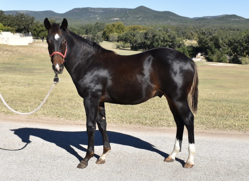 L.A. Waters Quarter Horses